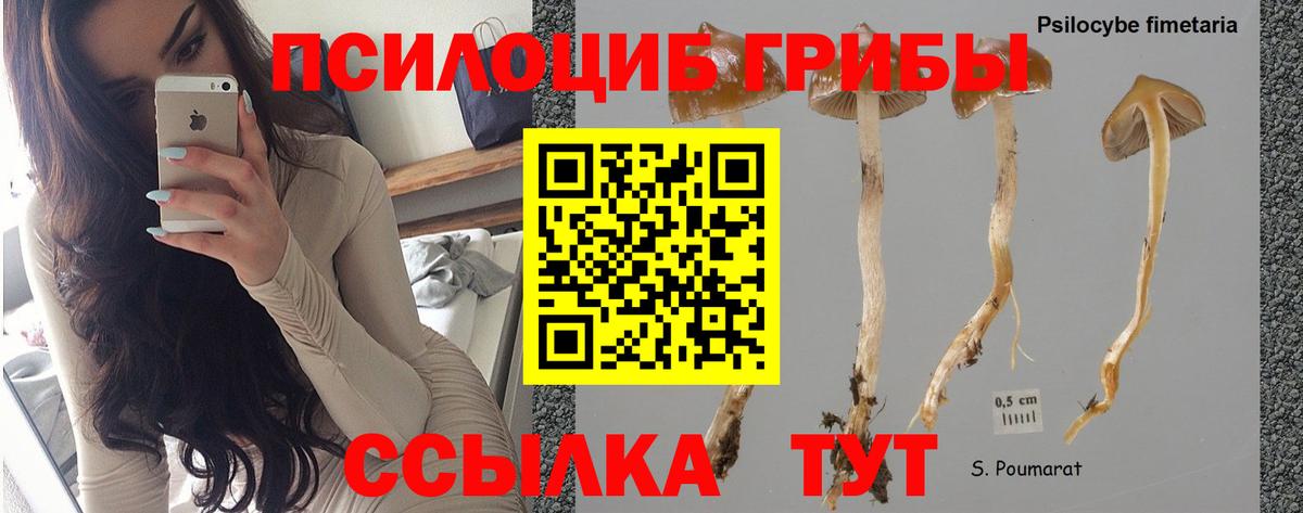 Псилоцибиновые грибы Cubensis Хасавюрт